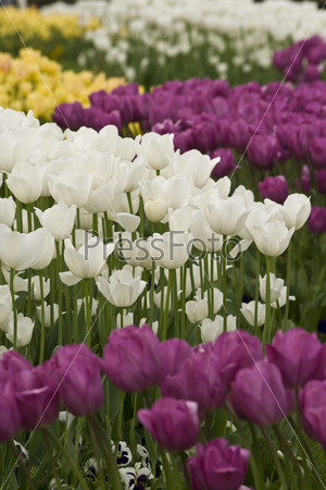 White, purple and yellow tulips in the gardens of the city Istanbul Turkey