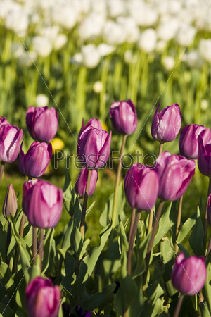 Purple and yellow tulips in the gardens of the city Istanbul Turkey