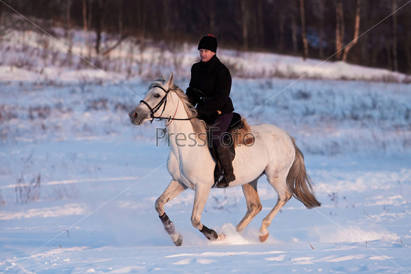 A man riding a Tersk stallion in a winter evening