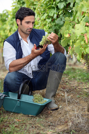 wine-grower picking grapes