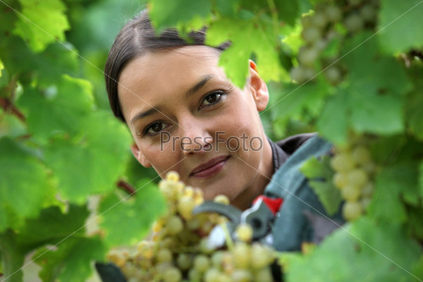 female wine producer  cropping grapes