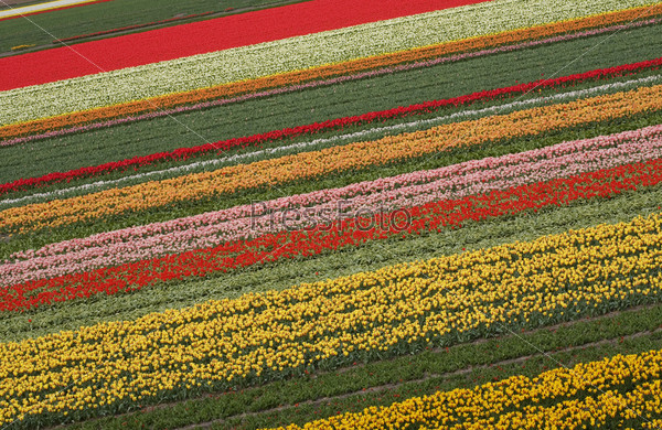Colorful pattern of tulips in dutch spring garden \'Keukenhof\' in Holland