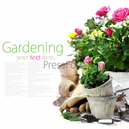 Beautiful pink and yellow roses in a flowerpots and garden tools  isolated on white (with easy removable text)