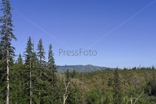 coniferous forest on the bank of the river in the mountains.