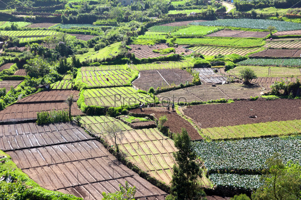 peasants in vegetable gardens in India - rural landscape