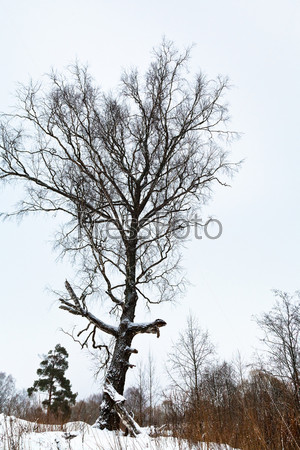 snowy birch on hill in cold grey winter day