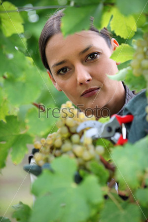 Woman gathering grapes from vine