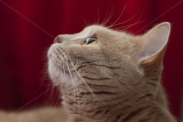 Portrait of the cat in the profile. Cat enthusiastically looking up. The picture is very well seen the color of the iris of the eye and its structure.