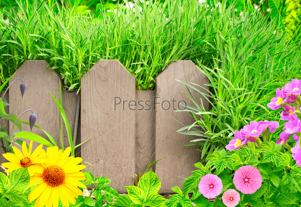 Summer background with old wooden fence, flower and green grass
