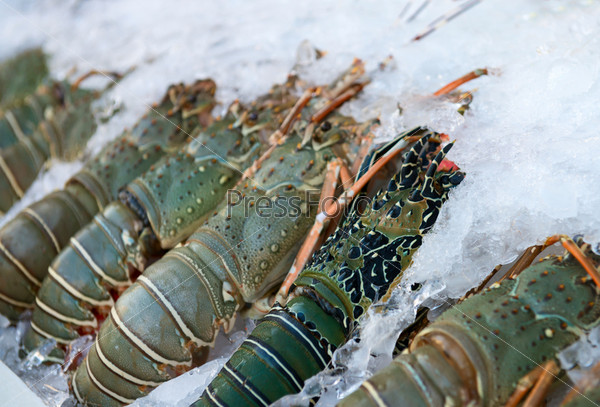 Fresh lobsters on ice for sale at restaurant. Selective focus on the dark lobster.