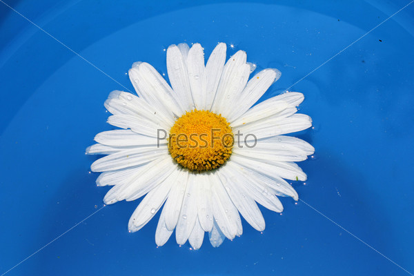 beautiful daisy flower therapy floats on water/chamomile traveler