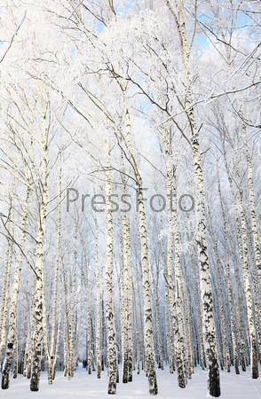 Russian winter in birch grove