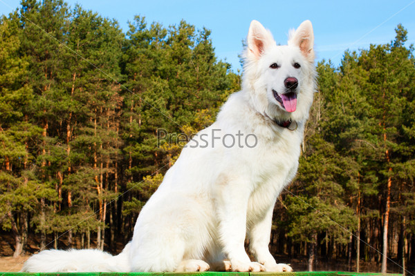 Swiss Shepherd dog sitting over forest