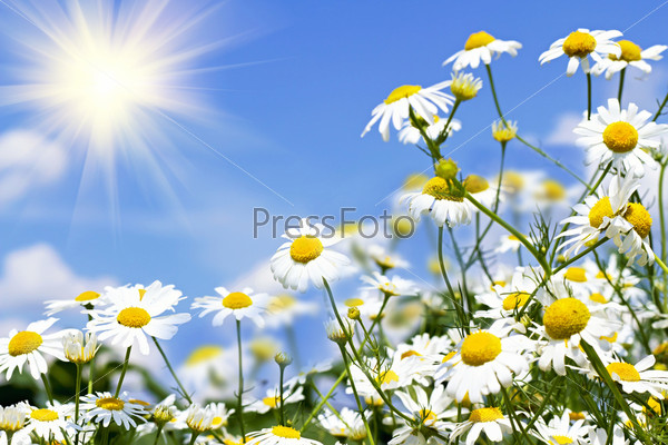 white daisies on blue sky with clouds