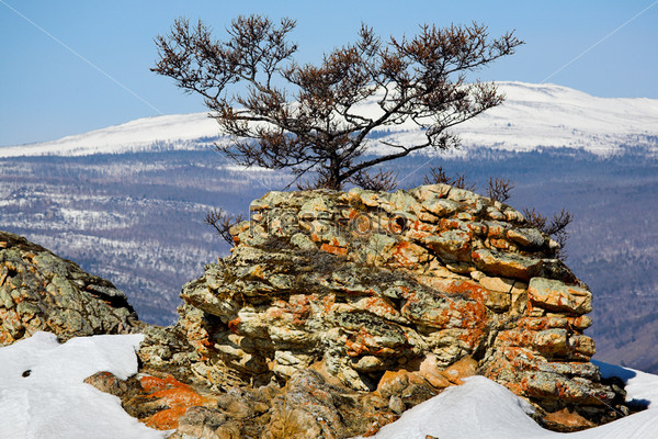 Lonely larch tree on the rock against a winter landscape