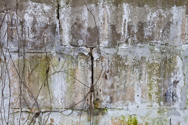 Old wall of concrete blocks, dry vine