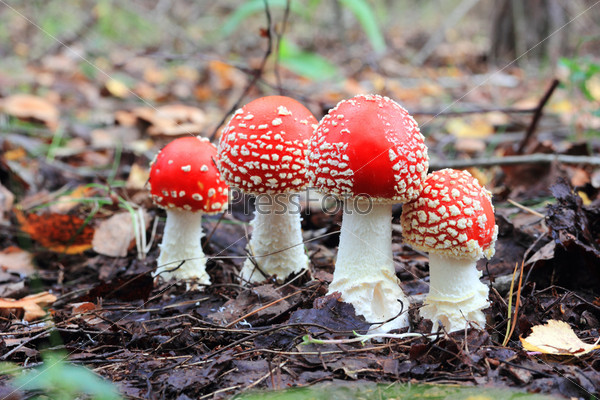 four red mushrooms among the fallen leaves
