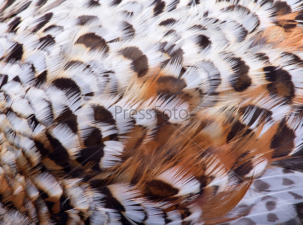 plumage of a hazel grouse bird close up, forest pattern
