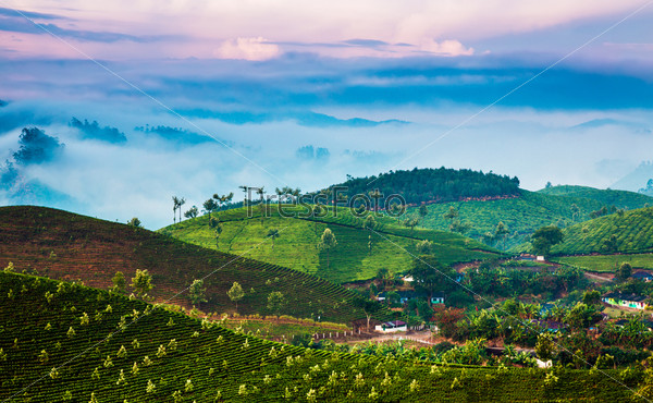 Landscape of the tea plantations in India, Kerala Munnar, stock photo