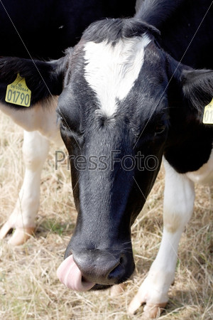 Cow livestock with ear tags, stock photo