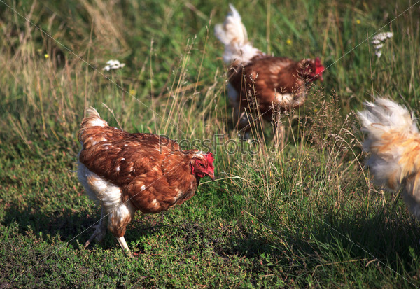 Country Life. Chickens walk on the grass.