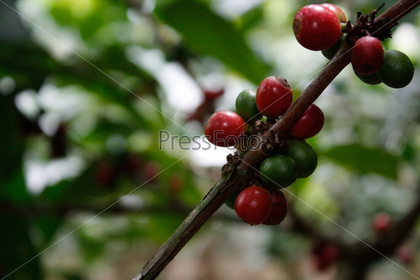 A branch from a coffee tree with red berries on, stock photo