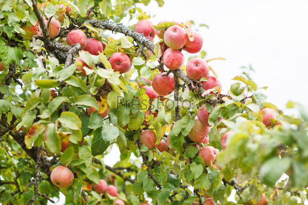 ripe apples on an apple tree