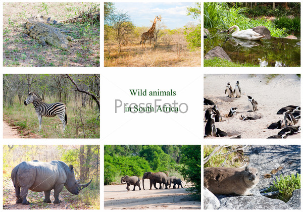 African wild animals collage, fauna diversity in Kruger Park, South Africa  - Stock Image - Everypixel