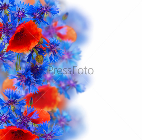 border of poppy and corn flowers on white background