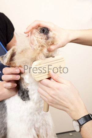 Fox terrier getting his hair cut