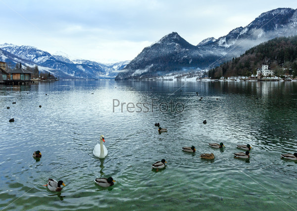 Cloudy winter Alpine  lake Grundlsee view (Austria) with wild ducks and swan on water.