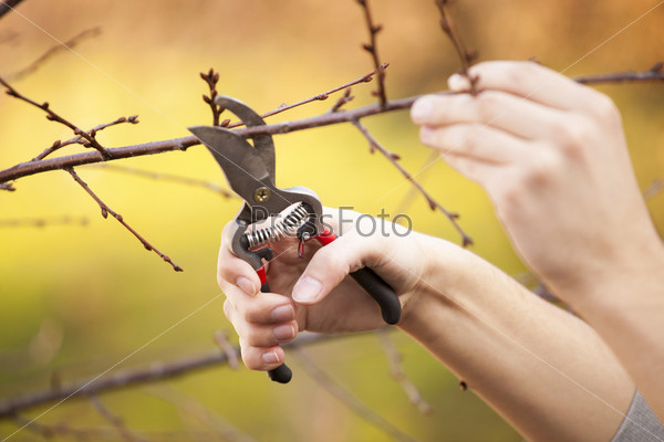Pruning fruit tree - Cutting Branches at spring