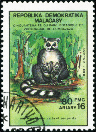 REPULLICA MALAGASY - CIRCA 1988: A stamp printed in Malagasy (Madagascar) shows Ring-tailed lemur with calves - Lemur Catta, circa 1988