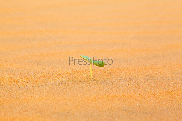 lonely little plant in yellow sand in the desert