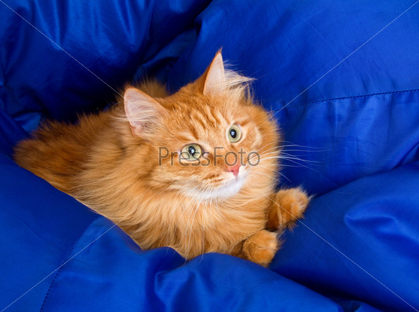 Ginger cat hiding in a blue blanket