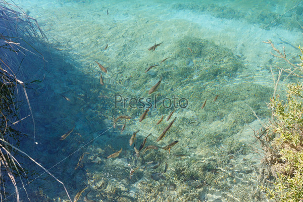 Shoal of small fish in azure clean transparent lake and plant at bottom