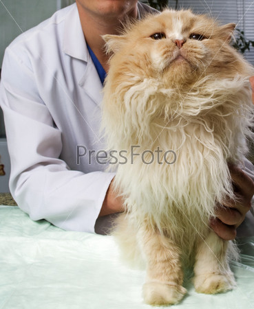 Wounded cat treated by veterinarian