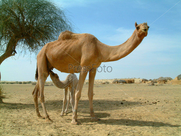 Верблюжонок пьет молоко матери в пустыне в Индии