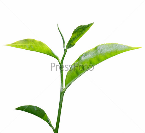 fresh green tea leaf isolated on white background