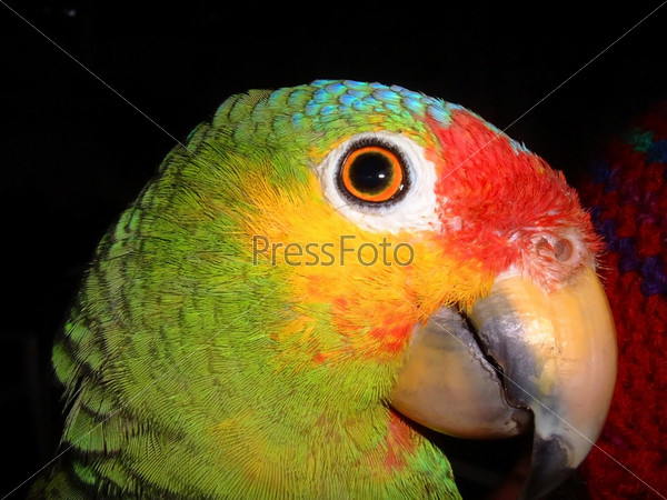 Портрет красочного попугая в джунглях в Гватемале крупным планом