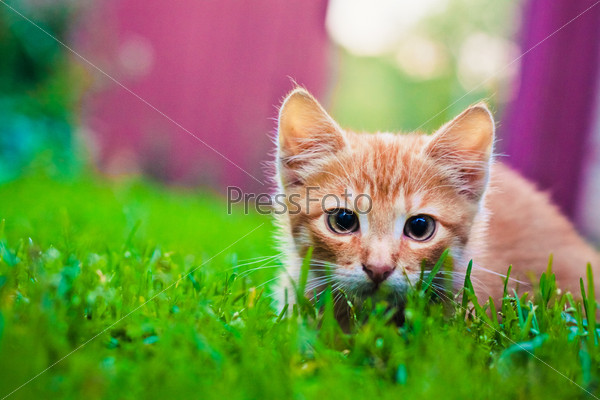 Young red cat kitten in grass outdoor shot at sunny day