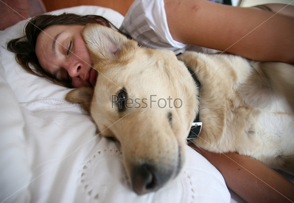 Golden labrador sleeping next to woman in bed
