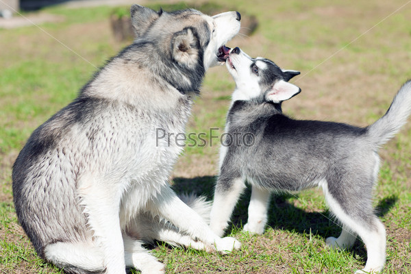 Puppy dog kisses