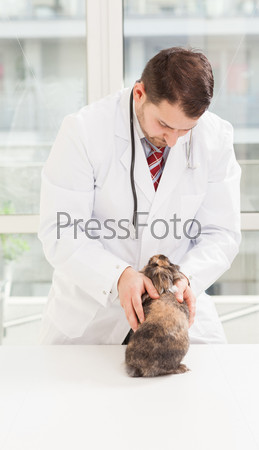 Lifestyle photo of a veterinary making a checkup on a dwarf rabbit