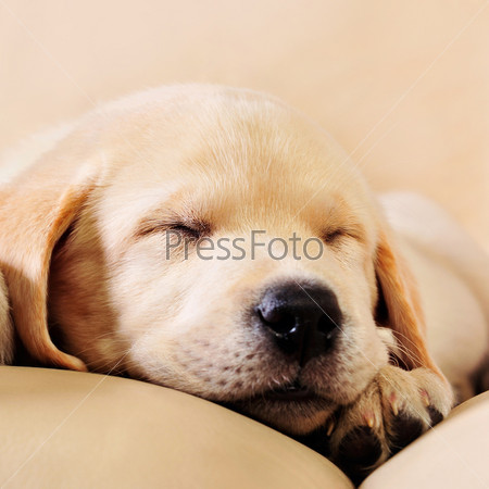 Adorable, animal, baby, background, blond, brown, canine, close,