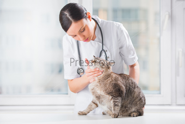 Veterinarian examining teeth of a cat