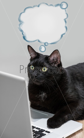 Black solid cat working with laptop. Big boss funny concept. Bla