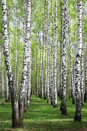 Spring greens in birch grove