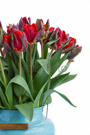 bouquet of red parrot tulips close up isolated on white background