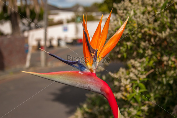 Bird of paradise flower. A rare form of the bird of paradise that can be found in south africa and is named \